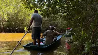 Familias de Sisal lideran la recuperación de manglares en Yucatán