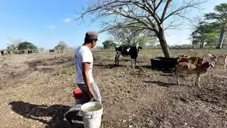 La temporada de estiaje puede ser perjudicial para quienes se dedican a la cría del hato ganadero.