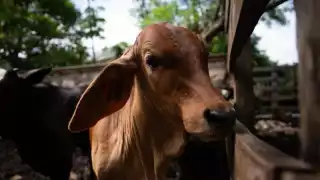 Trabajo conjunto protege la sanidad ganadera en Yucatán
