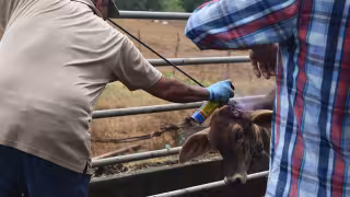 Más de mil casos de Gusano Barrenador afectan al ganado en Campeche
