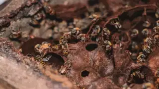 Gobierno del Estado reafirma compromiso con la apicultura yucateca