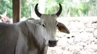 La institución recordó que cualquier animal de sangre caliente puede ser afectado si no se atienden a tiempo las heridas