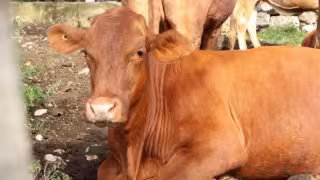 Yucatán registra cero muertes por gusano barrenador del ganado