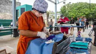Impulsa Gobierno del Estado jornadas gratuitas de esterilización y vacunación de mascotas