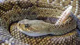 Suman 12 casos de mordeduras de serpiente de cascabel en Yucatán durante 2025