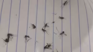 Conalep y albergue en riesgo por dengue, zika y chikungunya