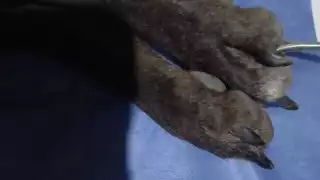 Denuncian presunto maltrato animal en Chiná: perrito pierde la vida tras atropello