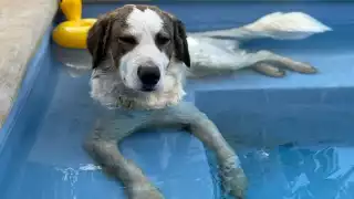 Indignación en Umán:   Perrita muere tras recibir 14 disparos, comunidad exige justicia    