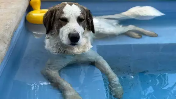 El presunto responsable había amenazado previamente con cometer actos de crueldad contra el animal El presunto responsable había amenazado previamente con cometer actos de crueldad contra el animal
