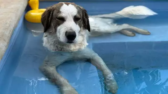 El presunto responsable había amenazado previamente con cometer actos de crueldad contra el animal