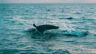 Captan a delfines realizando salto espectacular frente al puerto de Progreso