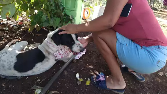 Elizabeth Sánchez, veterinaria, da tips cuando alguna mascota entre en contacto con ranas Elizabeth Sánchez, veterinaria, da tips cuando alguna mascota entre en contacto con ranas
