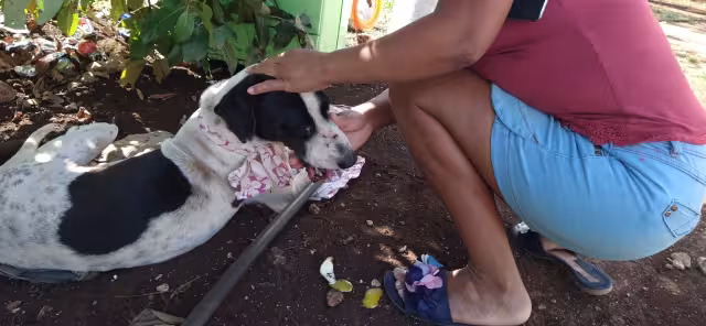 Elizabeth Sánchez, veterinaria, da tips cuando alguna mascota entre en contacto con ranas