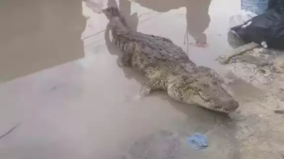 Vecinos salen a la calle para saludar a Spike, reptil de 2 metros que acude al puerto ocasionalmente Vecinos salen a la calle para saludar a Spike, reptil de 2 metros que acude al puerto ocasionalmente