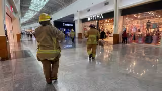 Caos en Cancún: 50 personas afectadas por ataque de abejas