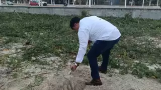 Una tortuga de la especie Lora varó en Playa Norte, mostrando una mordida en la aleta posterior izquierda