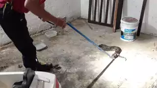 Ya van cinco ataques a humanos en Campeche