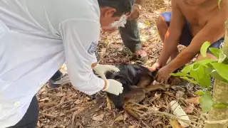 Detectan Gusano Barrenador en perro de Nuevo Progreso
