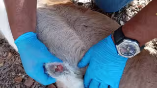 Gobierno Federal promueve capacitaciones ante brote de gusano barrenador