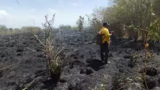 Abejas y fauna silvestre mueren por incendio en terreno de cooperativa