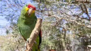 La ciudadanía tiene participación activa en el monitoreo