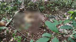 De la búsqueda con drones al cateo: crónica del caso Rocha-Ortega en Campeche