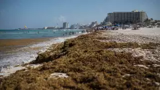 Las autoridades federales esperan poder recolectar 945 mil toneladas de esta planta en las costas del Caribe Mexicano.