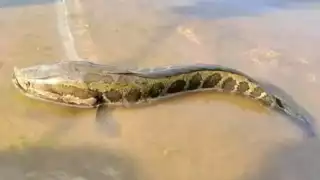 El pez cabeza de serpiente es de origen asiático y llegó a USA en 2002.