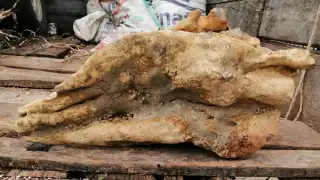 Hallan supuesto fósil de un dinosaurio en un rancho de Panabá, Yucatán