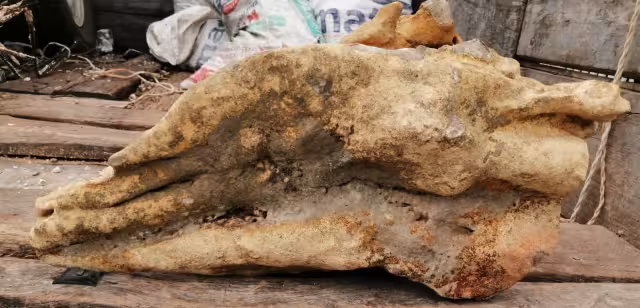 La pieza parece la cabeza de una vaca, pero tiene un color particular.