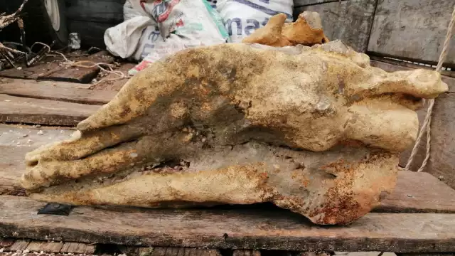 La pieza parece la cabeza de una vaca, pero tiene un color particular.