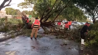 Lluvias derriban 13 árboles en Campeche; dejan inundaciones y daños en postes