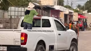 Emergencia en Seybaplaya: Ataque de abejas deja dos personas lesionadas y 15 pollos muertos