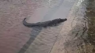 Captan a cocodrilo en calle de San Felipe por el desborde del mar  