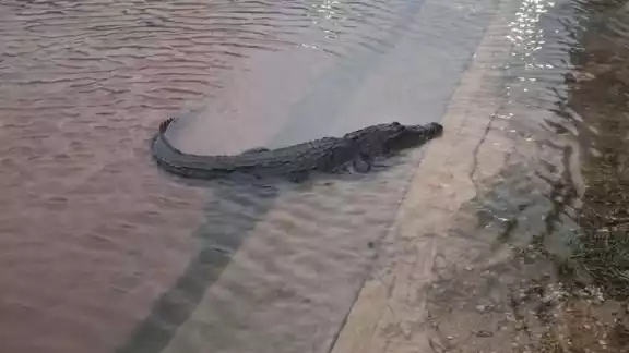 Una residente de San Felipe captó a un cocodrilo en plena calle del puerto Una residente de San Felipe captó a un cocodrilo en plena calle del puerto