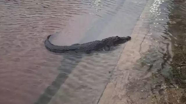 Una residente de San Felipe captó a un cocodrilo en plena calle del puerto