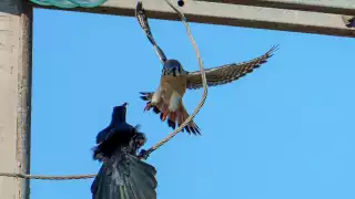 Fotógrafo yucateco capta increíble duelo entre un halcón cernícalo y un zanate