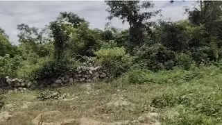 Dzitbalché: Piden limpiar terrenos baldíos tras mordedura de serpiente a menor