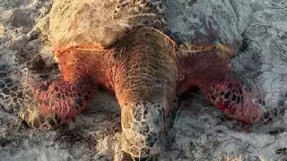 Los perros habrían terminando con la vida de una tortuga marina