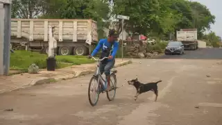 En una semana, 109 personas fueron mordidas por perros en Yucatán; van  2 mil 918 en lo que va del 2025