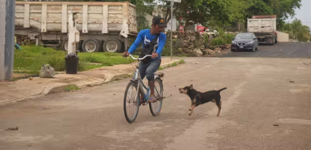 Las agresiones provienen de jaurías que han desarrollado comportamientos agresivos por supervivencia