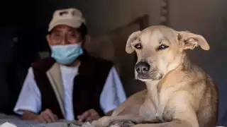 Esta es la  historia de "Queeny", la perrita que atiende una papelería en Mérida 