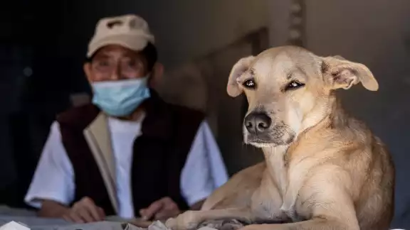 Queeny es una perrita de tres años que ha ganado popularidad gracias a las redes sociales Queeny es una perrita de tres años que ha ganado popularidad gracias a las redes sociales