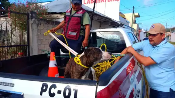 Perro muerde a estudiante de secundaria Perro muerde a estudiante de secundaria