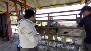 Los bovinos continúan a la cabeza de las especies más afectadas por el parásito, seguidos por los perros, caballos y porcinos.