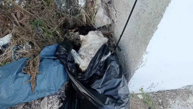 Vecinos de Pacto Obrero se indignan por cadáver de perro tirado en vía pública de Chetumal