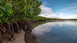 Manglares en Campeche: La Península pierde su barrera natural contra huracanes