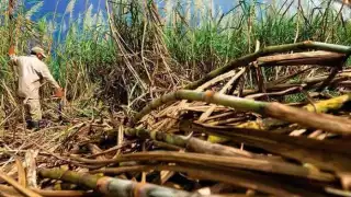 La zafra 2025-2026 podría estar en riesgo de realizarse por las condiciones actuales.