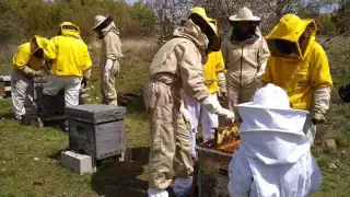 Apicultores cheneros respaldan a los de Tizimin. Cancelar registro de Fipronil