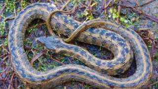 Autoridades exhortan a reportar avistamientos de reptiles